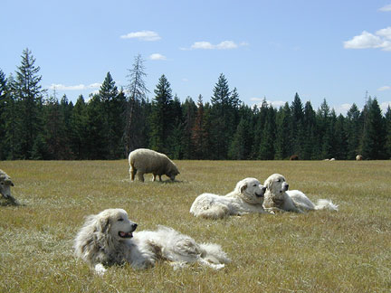 Newborn Great Pyrenees