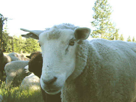 April, Grand Old Dam of the Flock