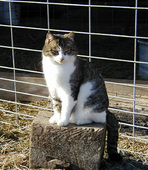 Cat Barn