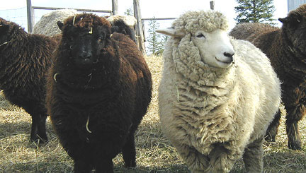 2006 ewe lambs