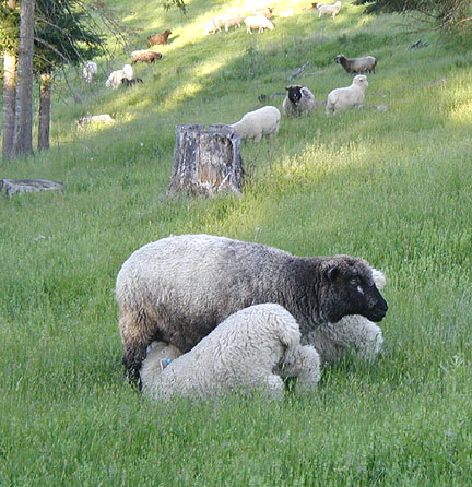 Ewe nursing chunky lambs
