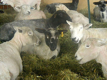 Ewes party after shearing