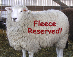 SkyLines' Romney-Montadale ewe Nora, in her lamb fleece.