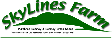 SkyLines Farm, Purebred Romney & Romney Cross Sheep