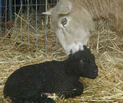 Dorothy cleans her lamb moments after birth.