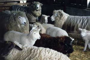 Some of SkyLines' contented sheep.